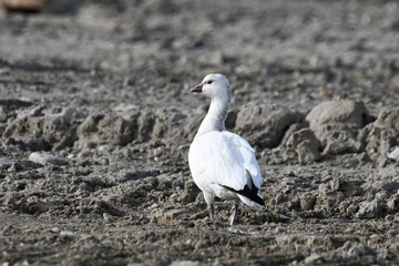Cute rare juvenile Ross's goose rests in with a flock of Canada Geese at a construction site during its migration south from the Arctic	