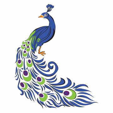Vector illustration of peacock. peacock colorful art