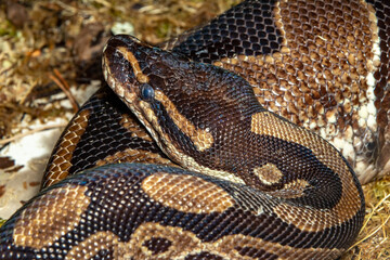Royal Python. A spherical python. Python ball. Python regius.