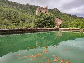 Pond with fish in La Murta i la Casella, Alzira, Valencia, Spain - obrazy, fototapety, plakaty