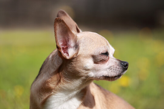 Portrait photo of a beautiful chihuahua dog.