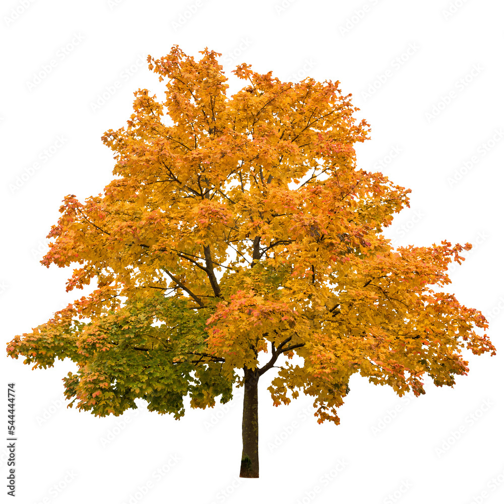 Canvas Prints png autumn maple tree isolated transparent background