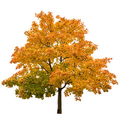 PNG Autumn maple tree isolated transparent background