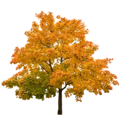 Gardinen PNG Autumn maple tree isolated transparent background © LiliGraphie