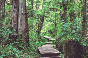 Obraz premium Boardwalk in the forest