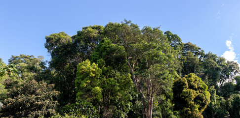 Atlantic forest and rainforest. Row of trees and bushes. Blue sky background. Itaipava, Rio de Janeiro, Brazil