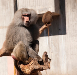 Male hamadryas baboon is walking on the ground