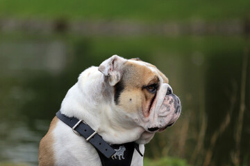Portrait photo of an English bulldog dog.