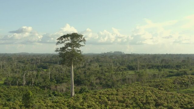 Aerial Shot Of A Gigantic Tree Above The Forest And The Cocoa Trees, In Ivory Coast