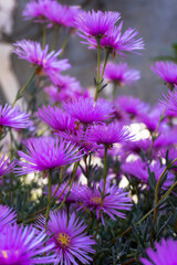 Obraz premium Unas bonitas flores rosadas en la naturaleza en primavera