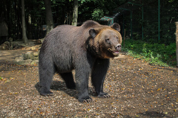 Obraz na płótnie Canvas Brown bear (Ursus arctos) on autumn background. Wild grizzly in the zoo enclosure. adult bear