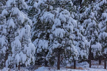 Poster Winter forest © Galyna Andrushko