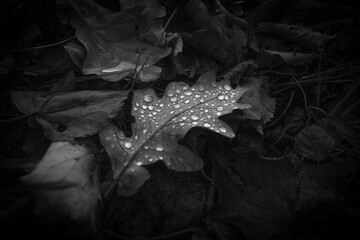 an oak leaf covered with raindrops lies on the ground in autumn