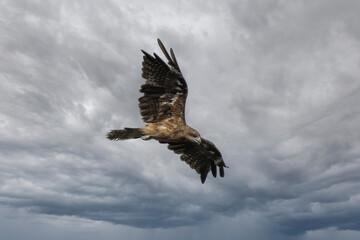 Obraz premium 飛翔するトンビ