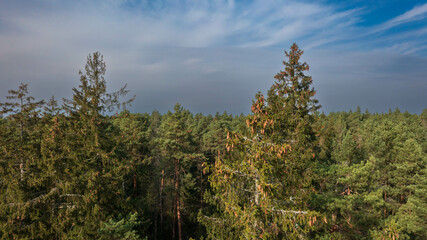 Drone view og coniferous trees tops © Aleksander Bolbot