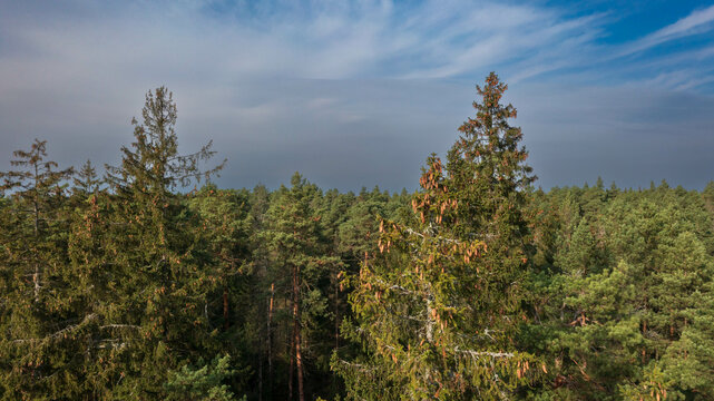 Drone view og coniferous trees tops