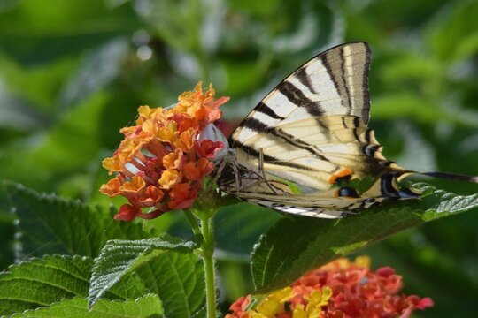A thomisus onustus white crab spider preying on a scarce swallowtail butterfly amongst red and orange lantana camara flowers. White spider with pink and yellow. Black and white striped butterfly.