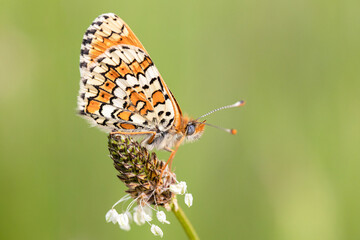 Glanville Fritillary butterfly (melitaea cinxia). Spring time. 