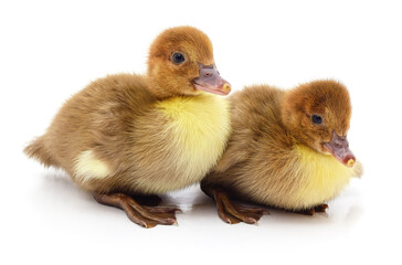 Two little ducklings.