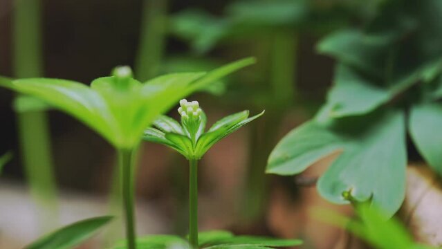 Timelapse Of Woodruff (Galium Odoratum)