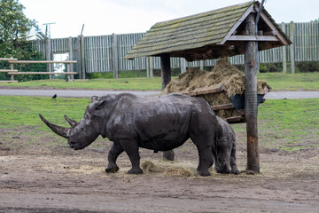 Fototapeta premium Portrait of a southern white rhonoceros (ceratotherium simum simum) in a zoo