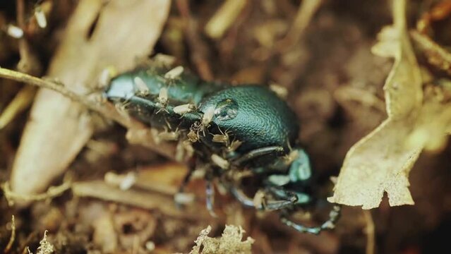 Timelapse Of Blue Meloe Violaceus in the forest
