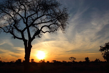 Naklejka na ściany i meble Sonnenaufgang - Krüger Park Südafrika / Sunrise - Kruger Park South Africa /