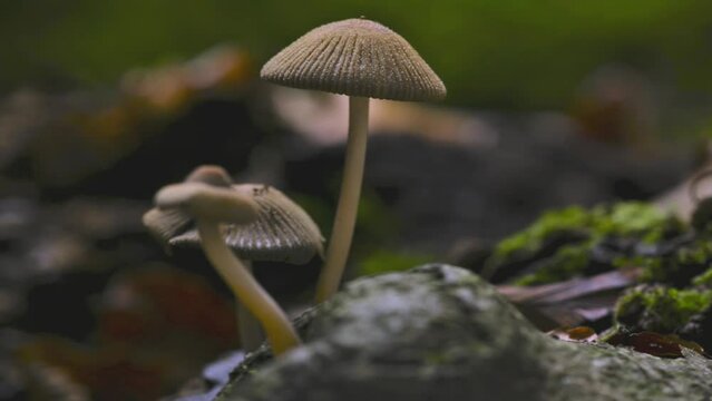 Timelapse Of Fairy Inkcap - Coprinus Disseminatus