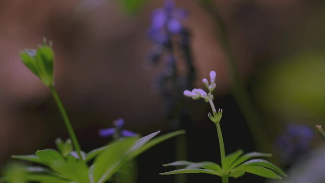 Timelapse Of Muscari Neglectum Flowers In The Spring Garden