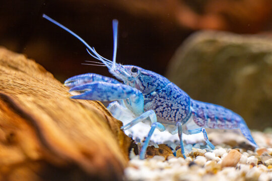Procambarus alleni an einer Moorkiefernwurzel