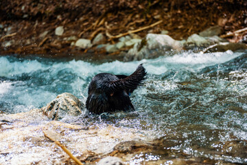 Black Labrador Retriever playing in the creek. River in the nature.