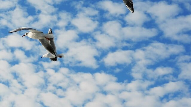 Bird soaring smoothly and throwing shit through the air. Slow Motion. Gliding birds use of rising air currents to hold them up to move smoothly as if without effort or resistance
