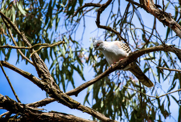 Australian Crested Pigeons (Ocyphaps lophotes)