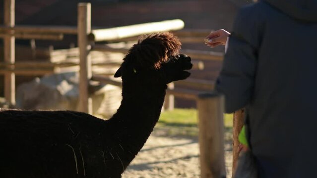 People feed a black alpaca in a petting zoo