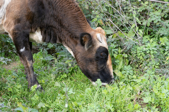 Grazing brone black cow. Close up.