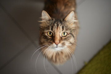 Portrait of cute siberian cat with green eyes by the window. Soft fluffy purebred straight-eared...