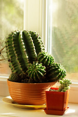 Collection of various cactus a in pot on a windowsill. Home gardening, home hobbies concept.