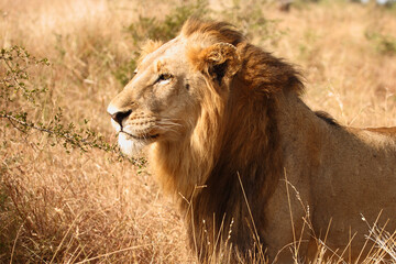 Afrikanischer Löwe / African lion / Panthera leo.
