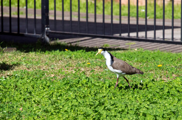 Australian Masked Lapwing ( Vanellus miles)