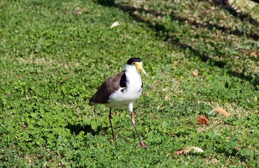 Australian Masked Lapwing ( Vanellus miles)
