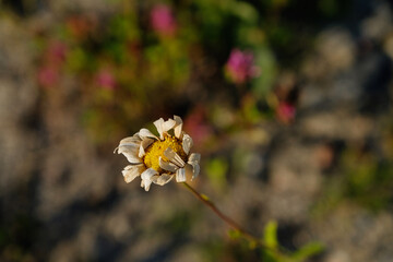 butterfly on flower