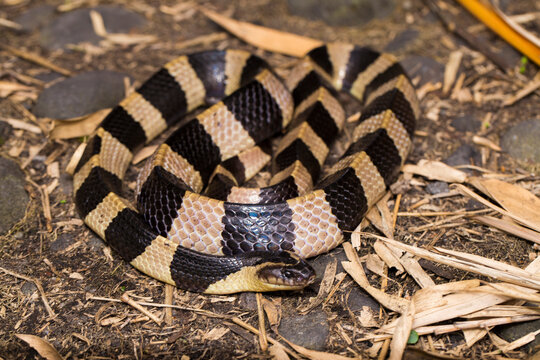 Banded krait snake, Bungarus fasciatus,  highly venomous snake in the wild