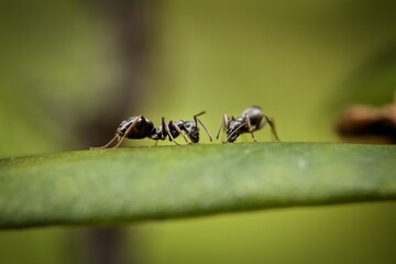 ant and a drop of water on a green leaf
