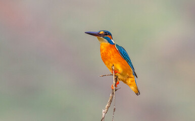 Common Kingfisher (Alcedo atthis) is a species commonly seen in wetlands in Europe, Africa and Asia