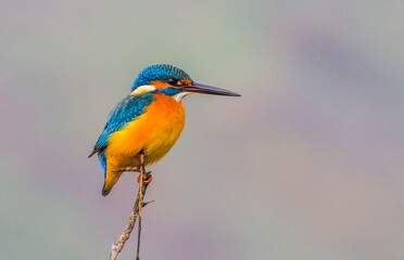 Common Kingfisher (Alcedo atthis) is a species commonly seen in wetlands in Europe, Africa and Asia