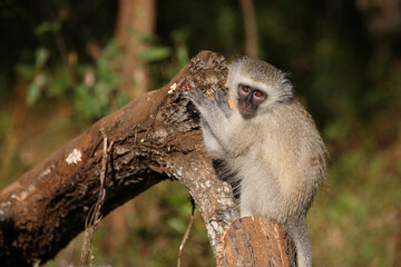 Grüne Meerkatze / Vervet monkey / Cercopithecus aethiops ..
