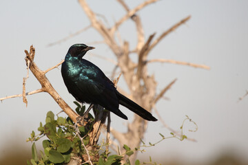 Riesenglanzstar / Burchell's starling / Lamprotornis australis
