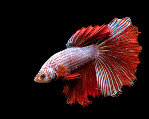 Fototapeta premium Beautiful Red Siamese Fighting Fish 