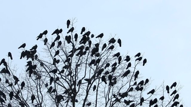 black birds settled all over the tree