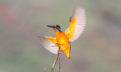 Common Kingfisher (Alcedo atthis) is a species commonly seen in wetlands in Europe, Africa and Asia